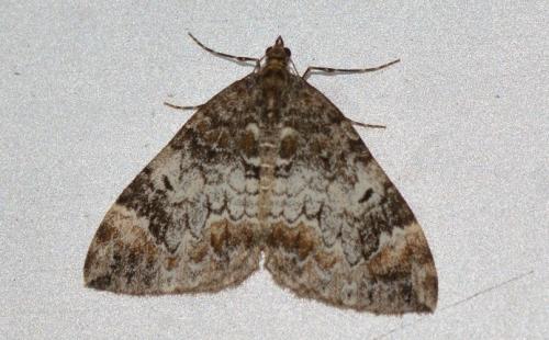 Dysstroma truncata